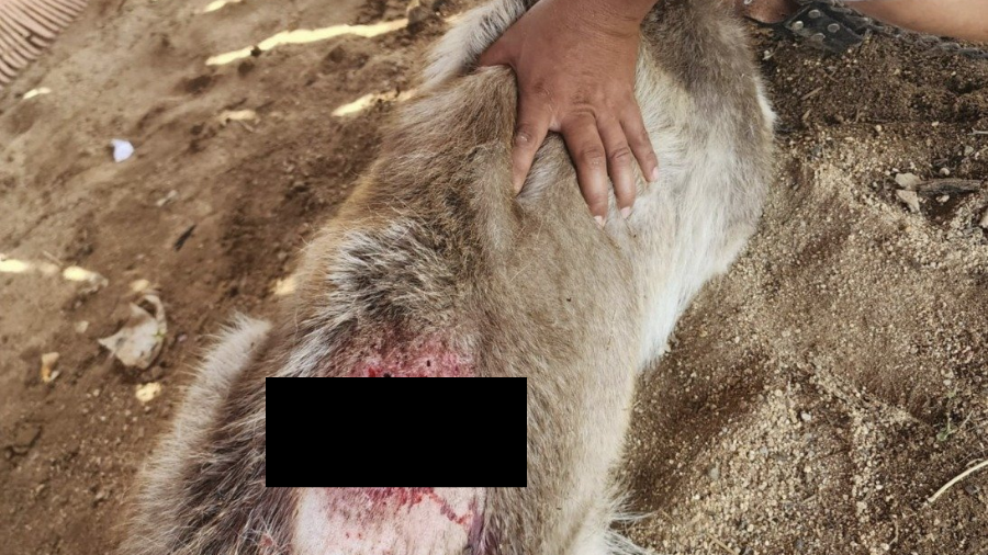 Los veterinarios subrayaron la importancia de la limpieza, la fumigación y el uso de mosquicidas como medida preventiva.