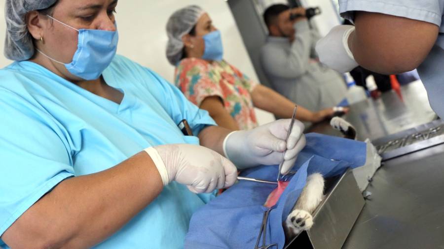 Llega jornada masiva de esterilización a Saltillo