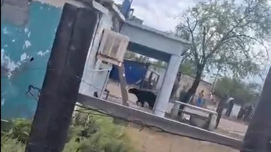 Un oso negro llegó hasta el patio de una vivienda en Estación Barroterán, municipio de Múzquiz.