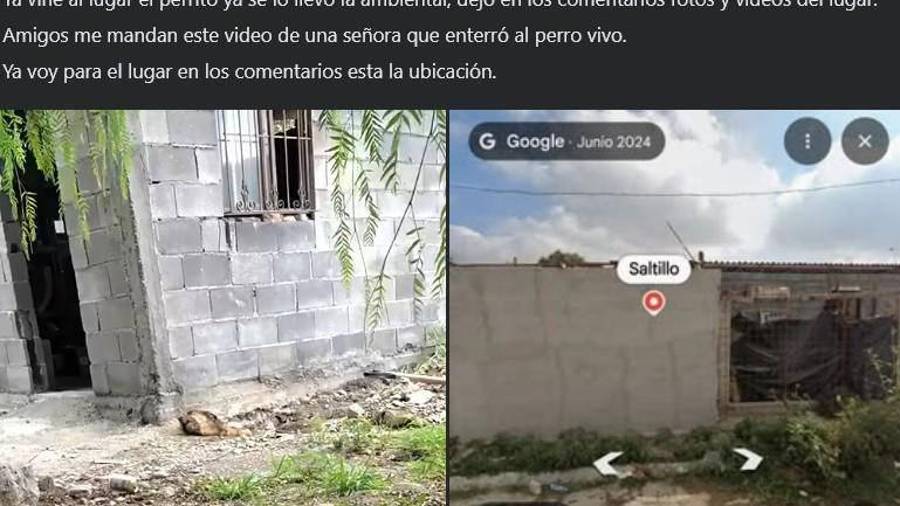 El perro fue localizado dentro de un hoyo al oriente de Saltillo y rescatado por elementos de la Policía Ambiental el pasado viernes.