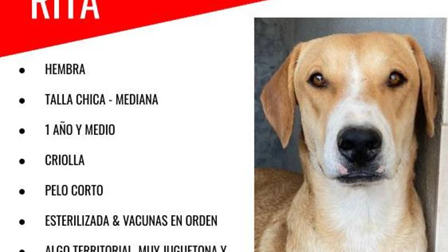 Brigada Rescate promueve la adopción de perritos.