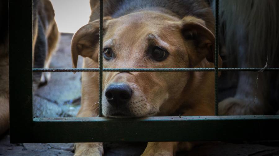 Vecinos de la colonia Zapalinamé difundieron en redes sociales un reporte por presunto maltrato animal y solicitaron la intervención de las autoridades.