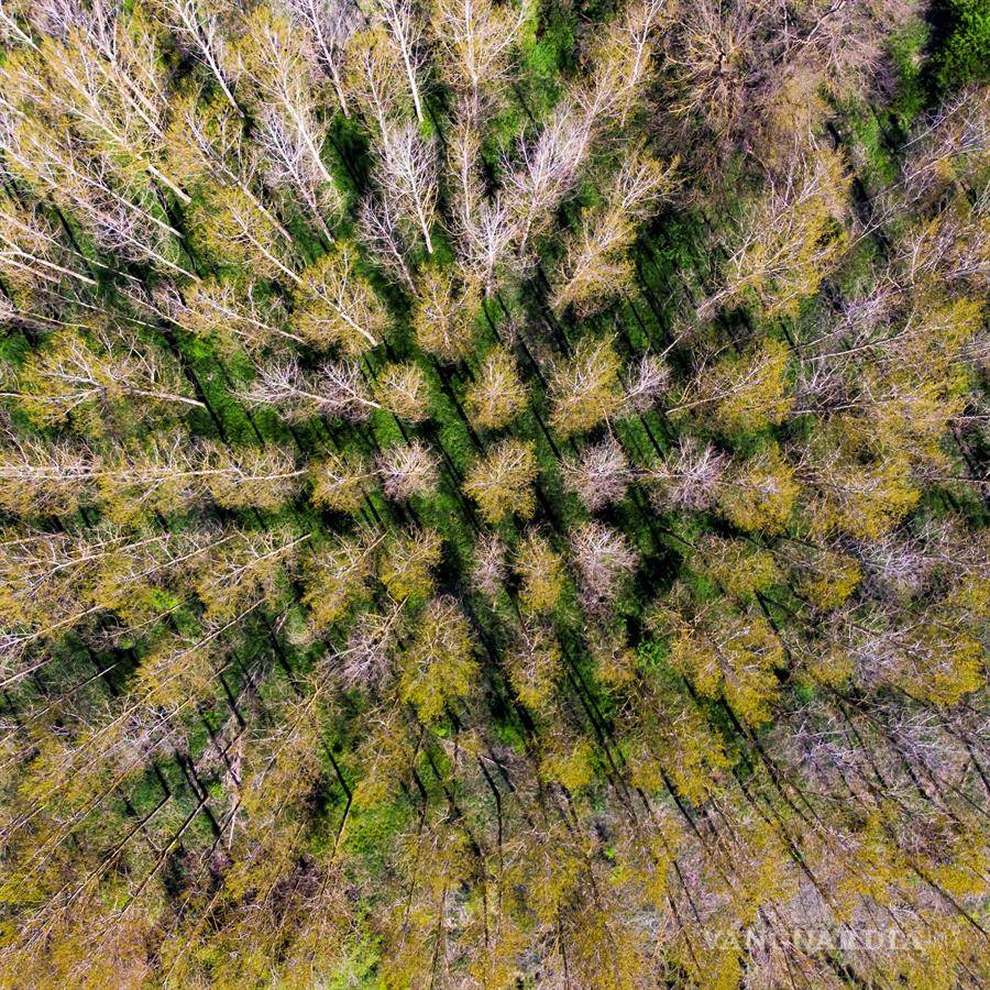 $!Mira cómo festeja el Día de la Tierra sus primeros 50 años con una pandemia global por el COVID-19