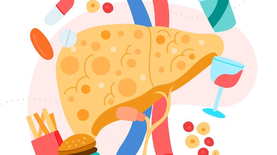 Los mecanismos celulares mediante los cuales una dieta alta en grasas somete al hígado a un estrés constante.