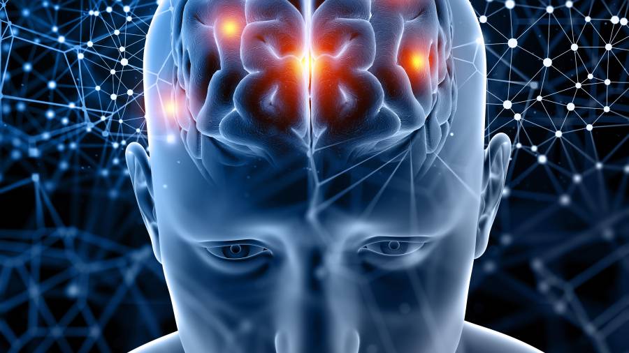 El cerebro realiza la poda sináptica durante toda la vida pues es una tarea de mantenimiento esencial.