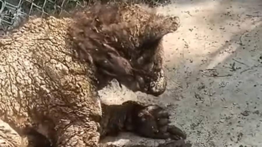 A través de redes sociales se viralizó las condiciones en que se encuentra la osa negra americana en las instalaciones del Parque La Pastora