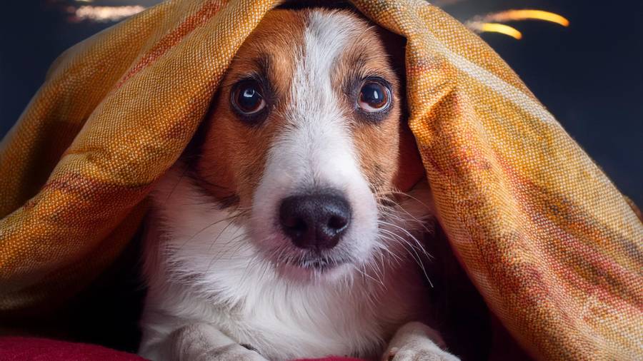El ruido intenso puede provocar agitación e intentos de escape en perros y gatos, por lo que se recomienda mantener cerradas posibles rutas de salida durante los festejos patrios.