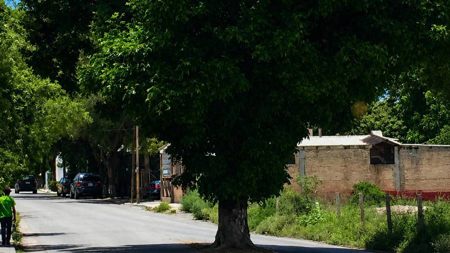 El árbol, ubicado en la colonia Jardín, permanece como uno de los principales referentes de la defensa del patrimonio natural impulsada por vecinos.