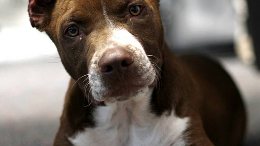 El corte de las orejas y la cola son mutilación