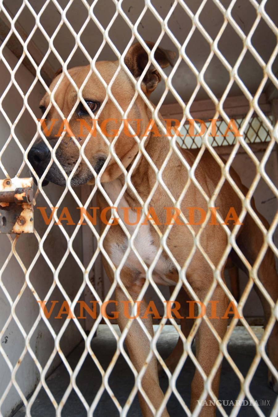 $!Trasladan a Monterrey a niño atacado por pitbull en Saltillo