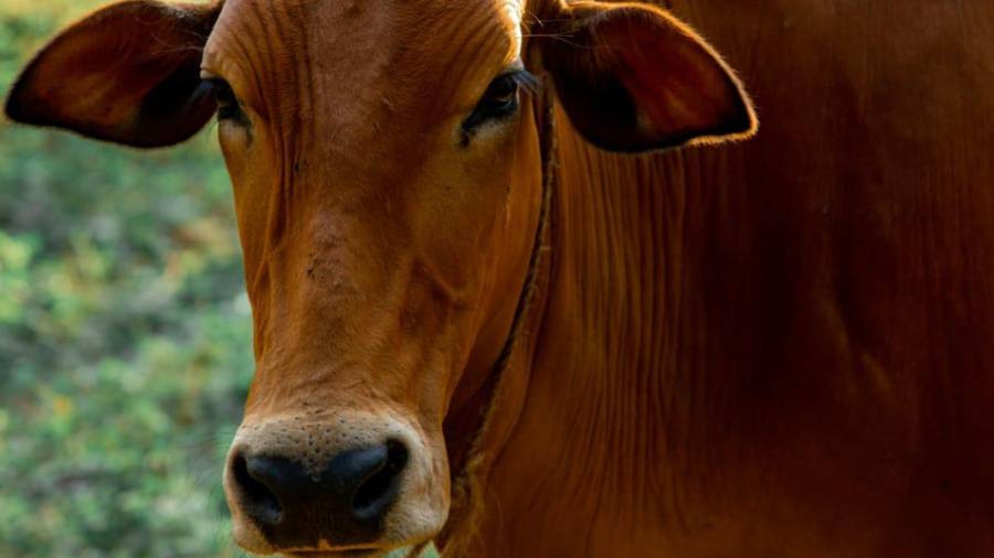 Más de un millón de cabezas de ganado han dejado de exportarse en los últimos 15 a 16 meses, generando pérdidas millonarias para el sector.