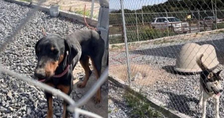 La organización hace un llamado a la solidaridad de la comunidad, pidiendo a todos que compartan la publicación para aumentar las posibilidades de encontrar a los dueños de estos perritos.