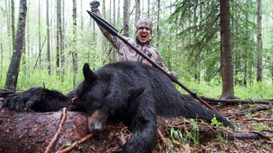 Le pone una trampa a oso hambriento y lo mata con una jabalina; ahora lo amenazan de muerte
