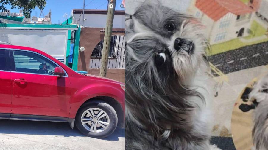 La familia de Bolita aumentó la recompensa y ahora ofrece una camioneta Equinox 2013 para recuperarla.