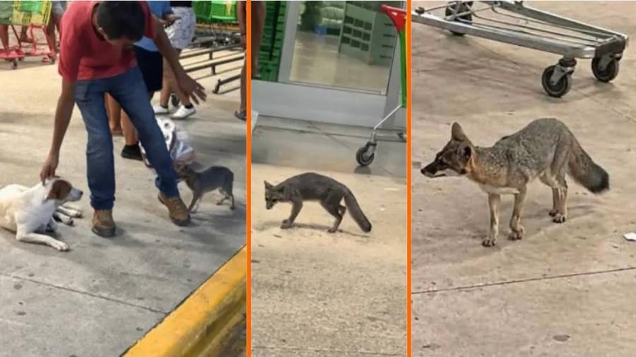 Autoridades de Quintana Roo está buscando a las personas que tuvieron contacto con una zorra gris, la cual dio positivo a rabia después de lastimar a una menor.