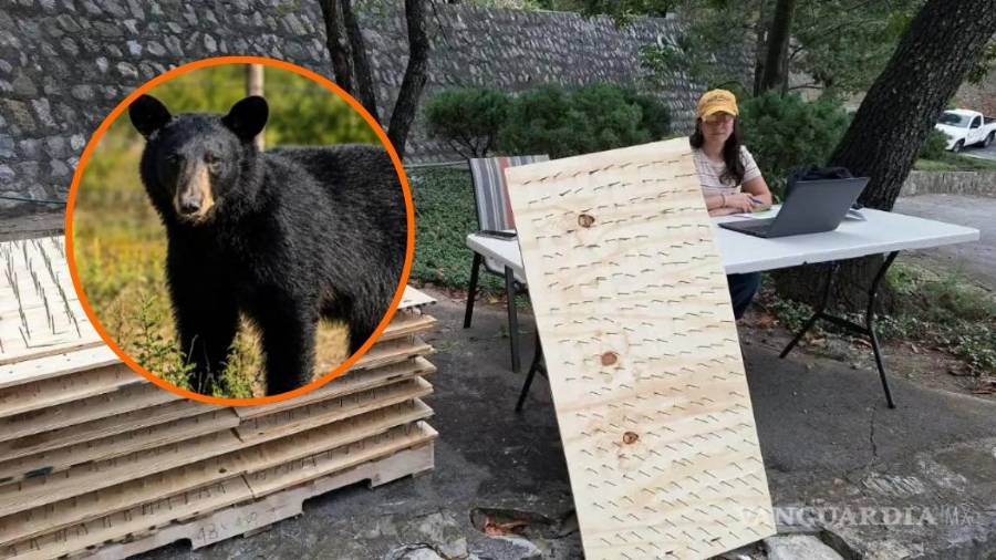 Autoridades de Nuevo León pidieron suspender, retirarlas, así como se interpuso una denuncia por la repartición y colocación de tablas con clavos para impedir el ingreso de osos negros.
