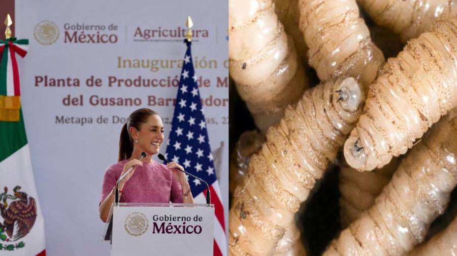 México y Estados Unidos inauguran planta para prevenir propagación del gusano barrenador