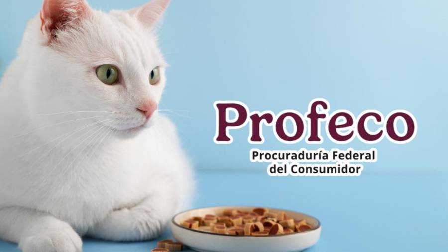 La alimentación balanceada para los felinos domésticos representa una de las principales ocupaciones para los dueños de mascotas.