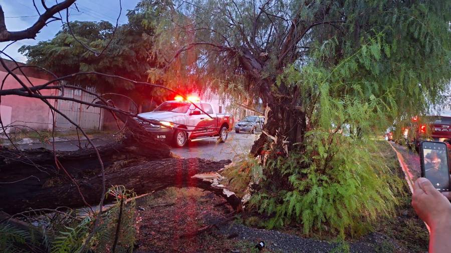 Un árbol cayó sobre la calzada Antonio Narro, en el cruce con el bulevar Enrique Martínez.