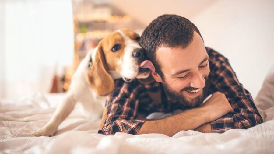 Es posible reducir de manera significativa el riesgo de contraer enfermedades por contacto con mascotas, especialmente durante la temporada de calor y lluvias.