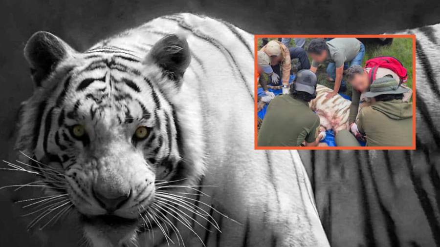 Muere Kenzo, el tigre de Bengala