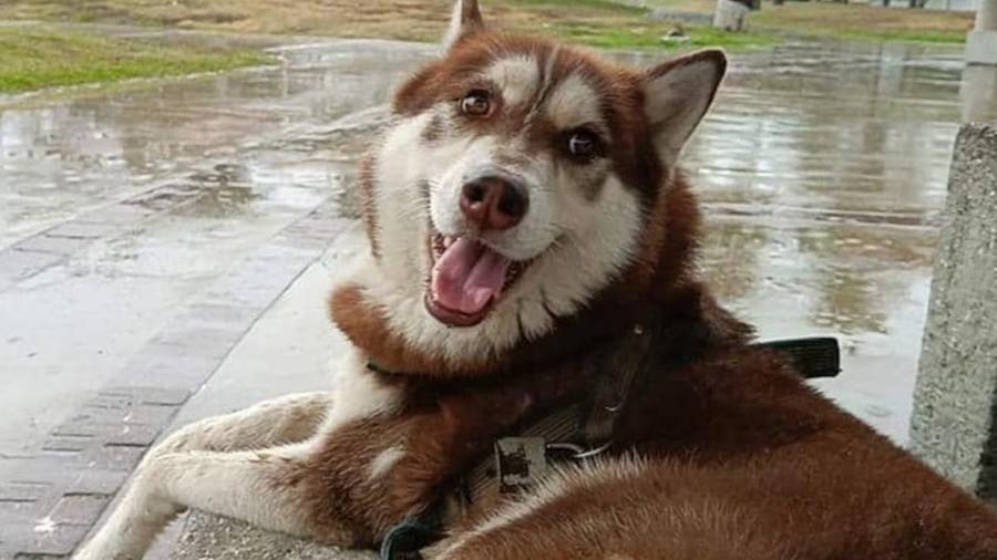 La historia de Lucas, un perro Husky de tres años, ha marcado un precedente judicial en Tabasco.