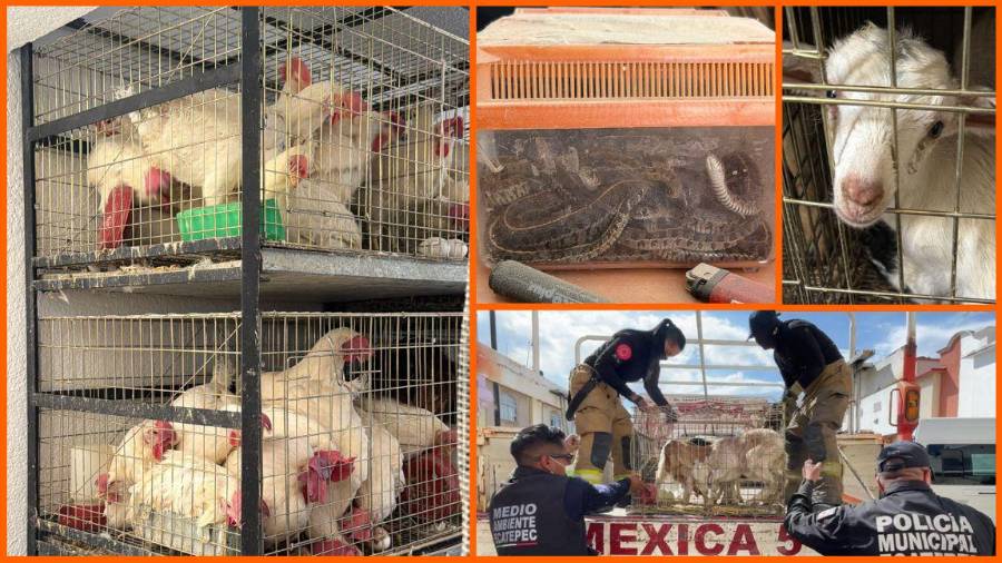 Autoridades rescataron más de 700 animales en hacinamiento y los trasladaron a la Universidad Autónoma Chapingo para valoración y resguardo