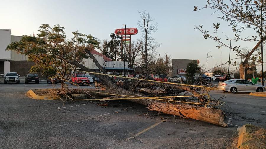 La Dirección de Medio Ambiente dijo que las acciones forman parte de un plan de mantenimiento de la plaza.