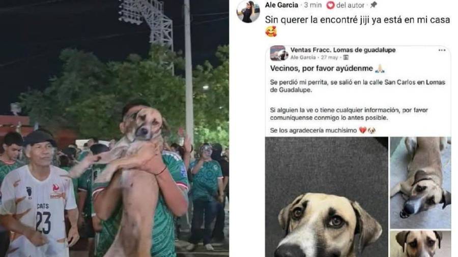 Gorda, perrita desaparecida en Ciudad Victoria, fue encontrada gracias a los festejos por la victoria de México ante Chequia en el Mundial 2026.