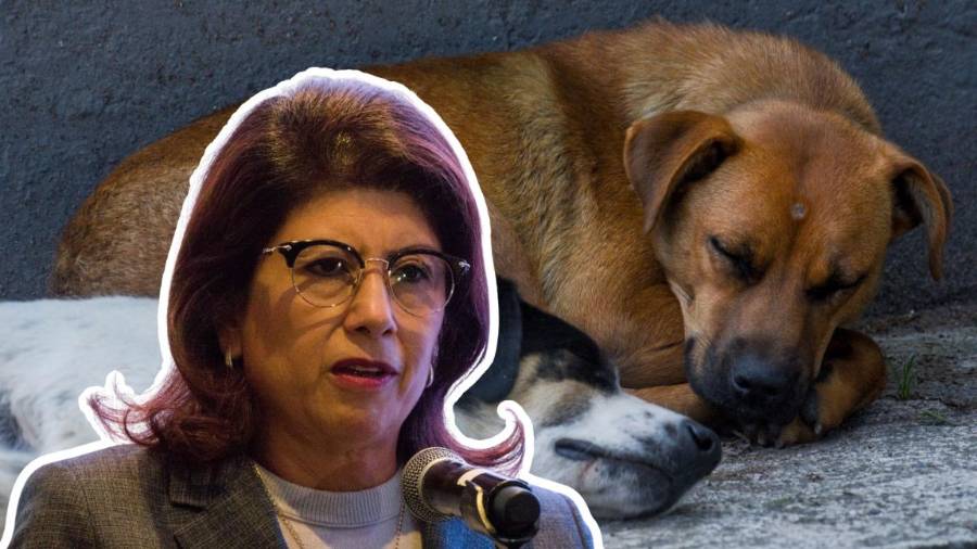 Mariela Gutiérrez Escalante, senadora de Morena y expresidenta municipal de Tecámac, Estado de México, afirmó ante la prensa que durante sus administraciones del 2019 a 2024 se sacrificaron más de 10 mil perros.