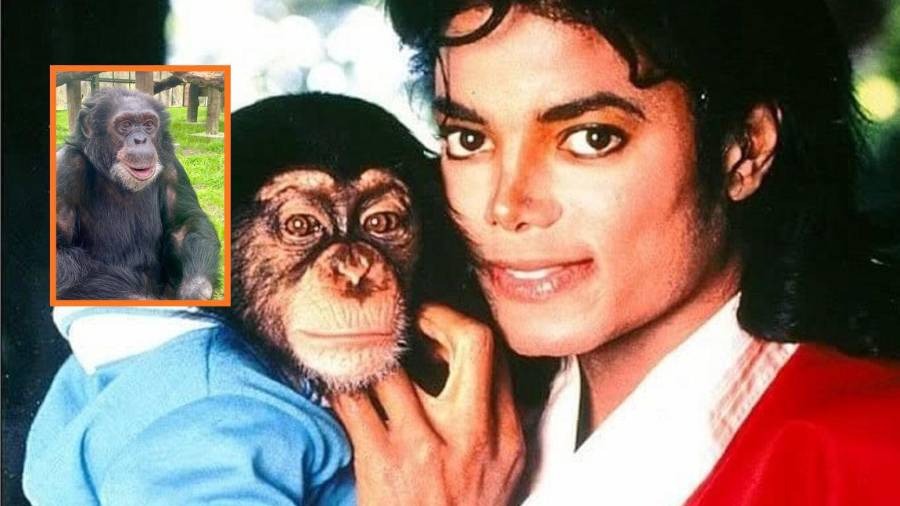 ¿Qué pasó con Bubbles Jackson?
