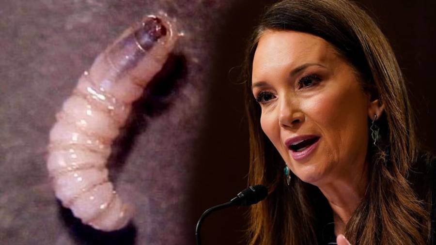 Estados Unidos señaló a los cárteles mexicanos por el avance del gusano barrenador. Autoridades estadounidenses investigan la propagación de la plaga que afecta al ganado.