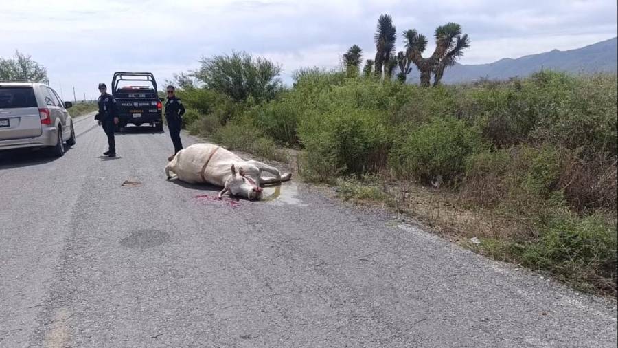 Al arribo de las autoridades, el conductor ya no se encontraba en el lugar, dejando únicamente al animal sin vida tras el impacto.