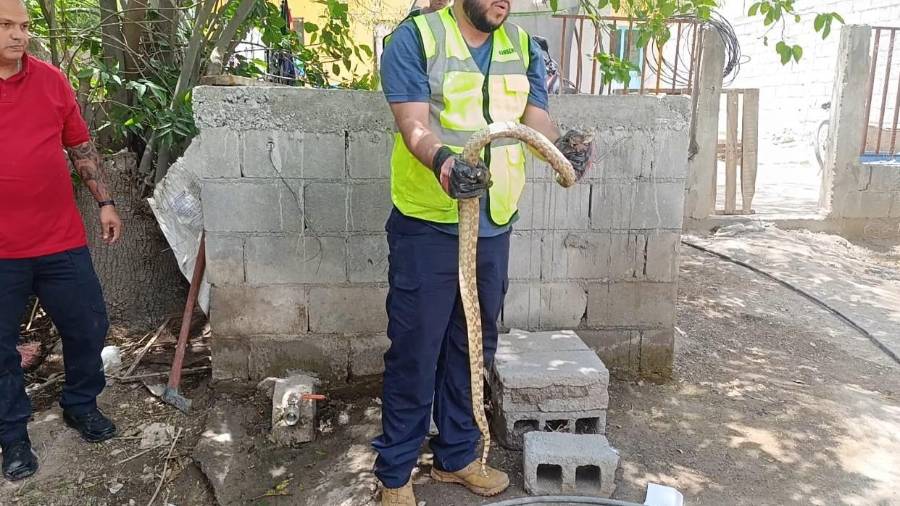 Integrantes de la familia Cano solicitaron el apoyo del Cuerpo de Bomberos luego de detectar la presencia de una serpiente en el patio de su domicilio, situación que generó preocupación entre los habitantes de la vivienda.
