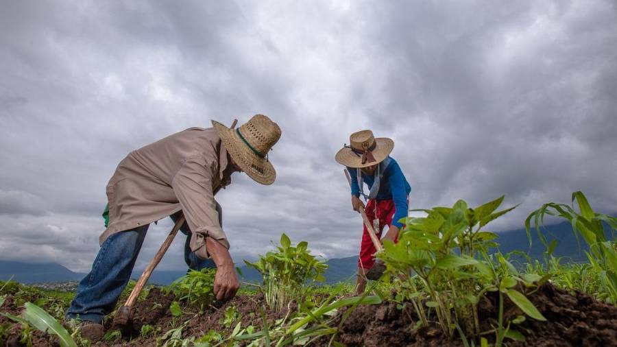 Productores agrícolas podrán agilizar su acceso al subsidio eléctrico destinado al riego.