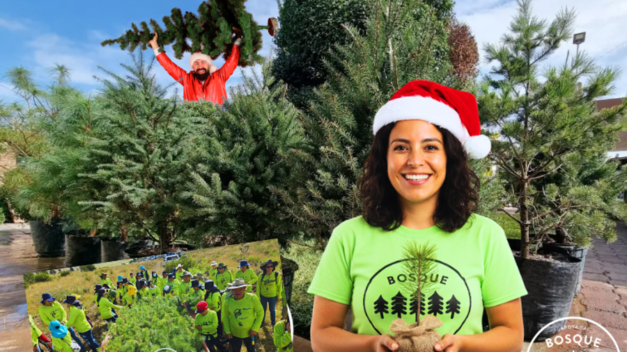 Campaña “Pinos embajadores” da inicio en Saltillo a pocos días de comenzar diciembre, renta tu pino natural con vida y ayuda al ambiente en estas épocas navideñas | FOTOGRAFÍA: VANGUARDIA