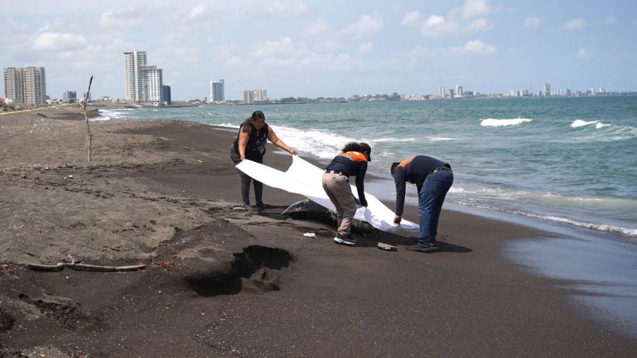 La Cámara de Diputados avaló nuevas sanciones penales para frenar la tala ilegal, el cambio de uso de suelo forestal y las descargas contaminantes en cuerpos de agua federales.