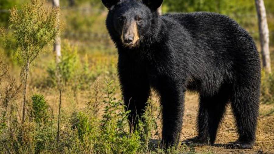 Autoridades estatales reforzaron las recomendaciones para actuar ante la presencia de osos negros.