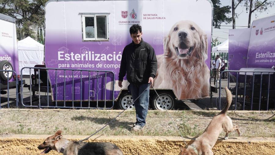 Entre las medidas del Plan de Bienestar Animal se contempla la construcción de cien clínicas públicas gratuitas.