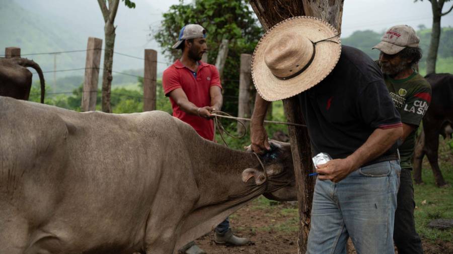 Ante la propagación en la zona citrícola, ganaderos exigen un fondo de emergencia de 30 millones de pesos
