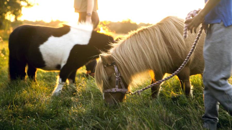 La sección ampliada de Experiencias con animales de Airbnb varía desde 90 minutos con Otto, el perro en patineta, hasta safaris de varios días con conservacionistas