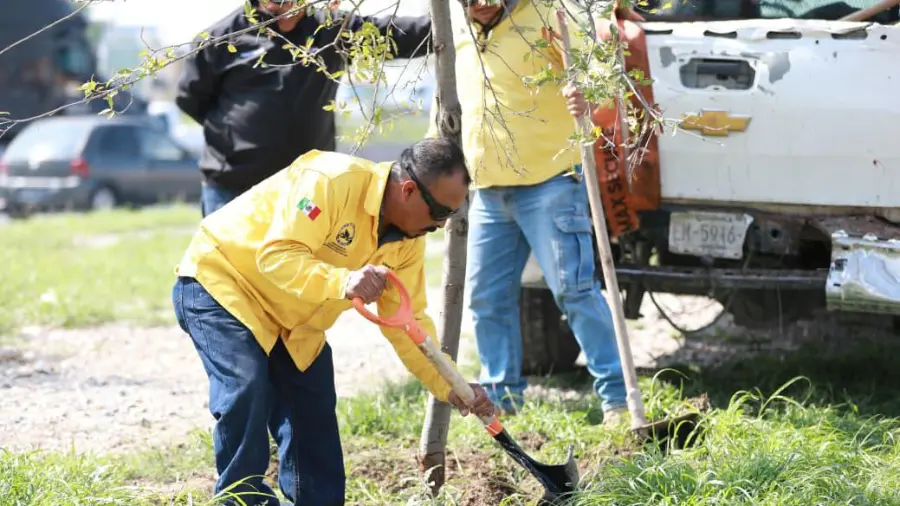 Las labores de reforestación incluyen la plantación de encinos siempre verdes en las laterales del bulevar Fundadores.