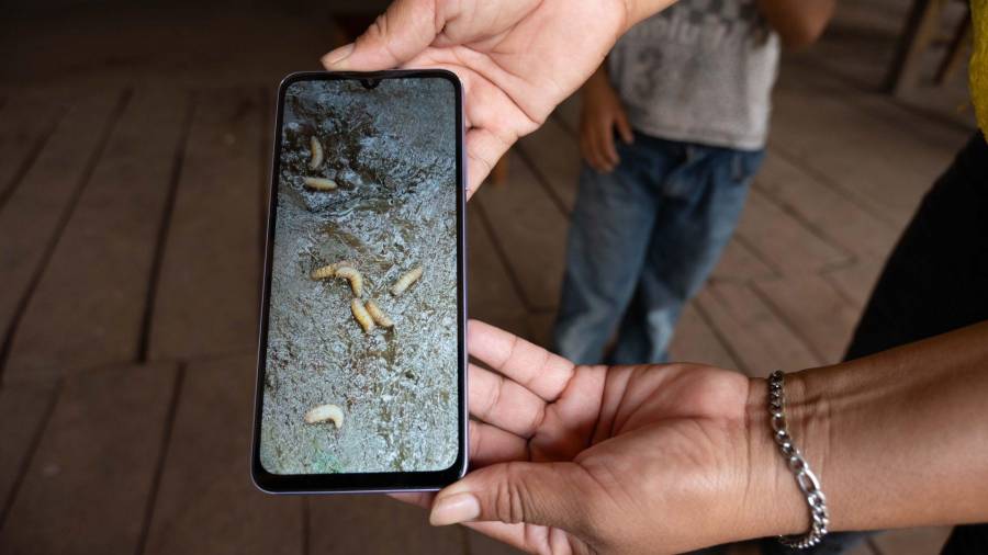 Autoridades señalaron que factores como la falta de agua y fertilización pueden favorecer la propagación de la plaga en la región.