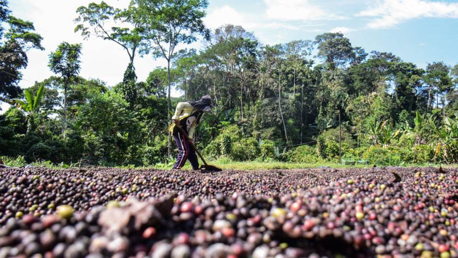 Veracruz es uno de los principales estados productores de café en México.