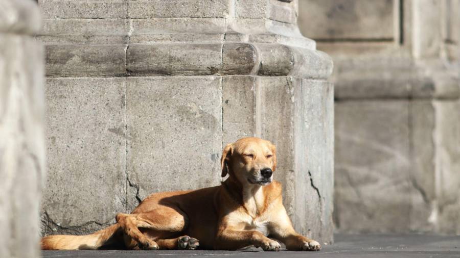 El perro “amarillo” que hemos visto por las calles de México ha sido reconocido por la PROPAEM como una nueva raza mexicana, ahora conocida como “Caramelo”.