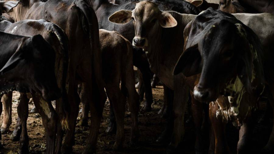 Señalan que los estados exportadores cumplen con medidas sanitarias y reportan hatos en condiciones óptimas.