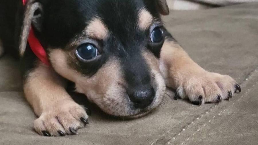 Advierten que la falta de conciencia al regalar mascotas agrava el abandono animal.