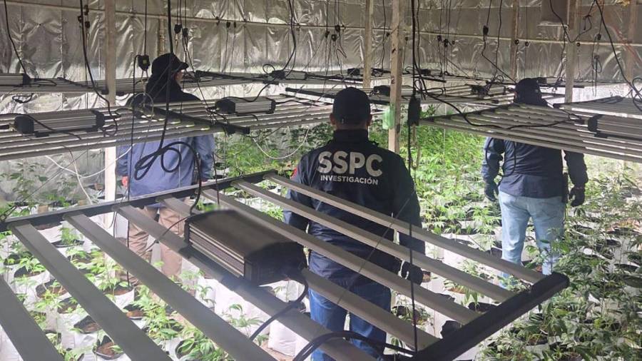 El reporte oficial también detalla la inhabilitación de laboratorios clandestinos de drogas sintéticas.