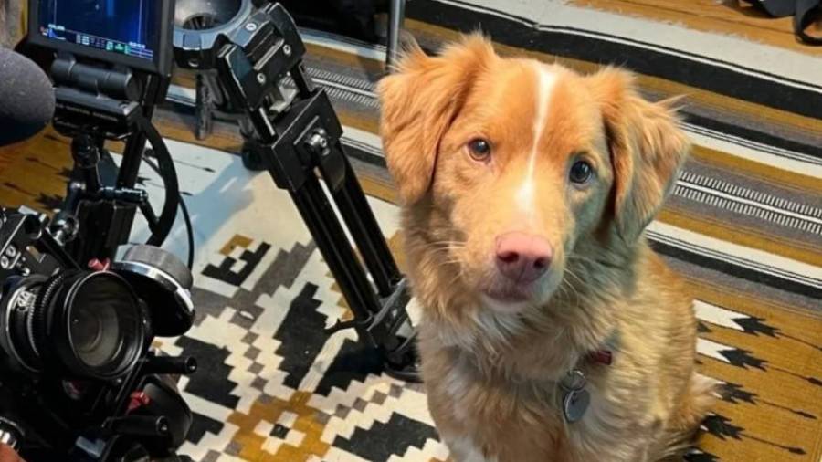 Trabajo. El director agradeció que se valorara el trabajo de su compañero de cuatro patas y destacó la apertura del cine de terror a propuestas distintas.