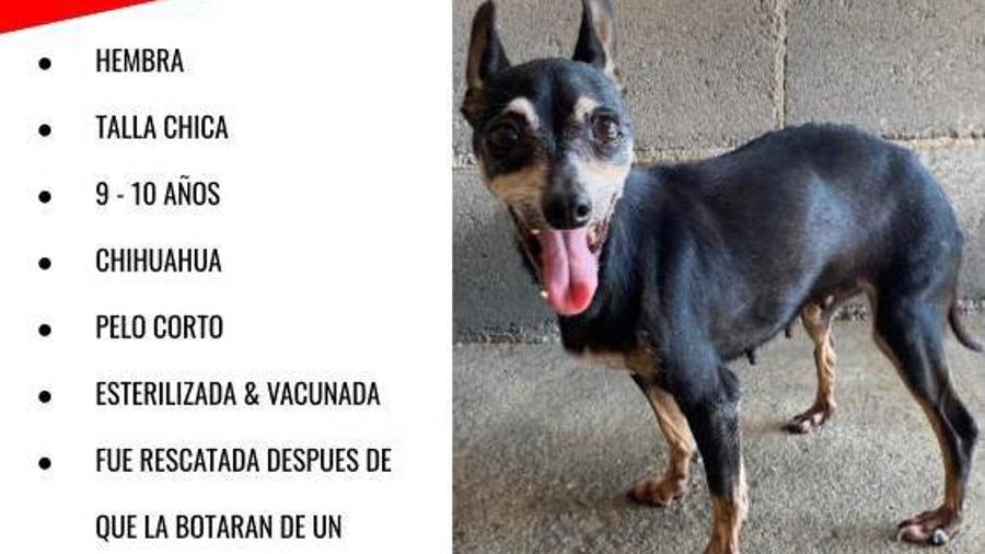 Elige adoptar perritos mayores, se pueden adaptar a tu forma de ser e integrarse a la familia.